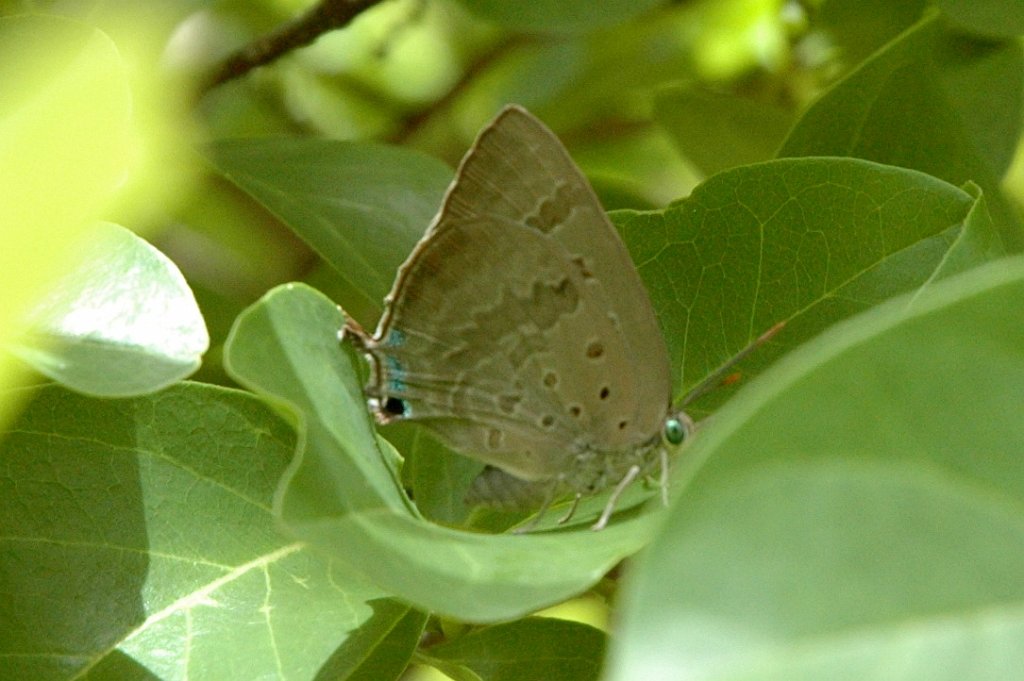 010 Blue, Bright Oak, 2007-12222626 Kakadu - Nourlangie Rock, NT.JPG - Arhopala madytus (Bright Oak-blue) Butterfly. Nourlangie Rock, Kakadu National Park, 12-22-2007